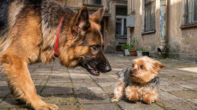 El perro del inquilino mata al Yorkshire de los vecinos y el casero intenta desalojarlo: la justicia rechaza echarlo solo por ese motivo