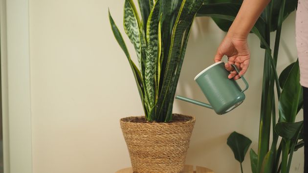 Las 5 plantas que tienes que tener en casa para tener buena salud según la NASA