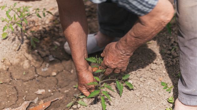 Los ancianos que viven en zonas rurales coinciden: cavar su huerto en primavera tiene riesgos