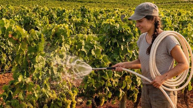 Le retiran 46.125 euros de la ayuda de Joven Agricultor por abandonar la explotación sin avisar: el TSJ confirma que no se acreditó “fuerza mayor”