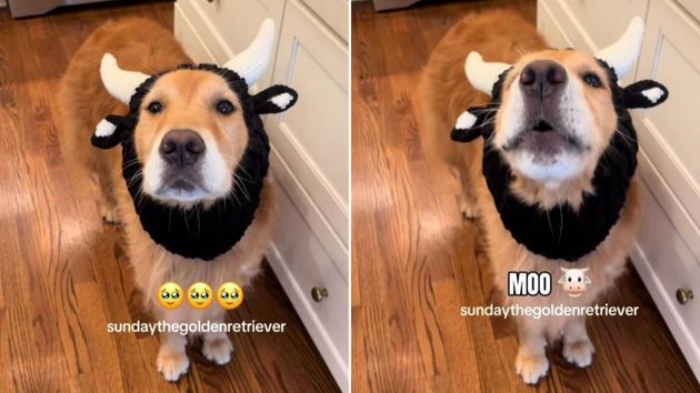 Este golden retriever se convierte en una “vaca” y arrasa en TikTok: su imitación es enternecedora