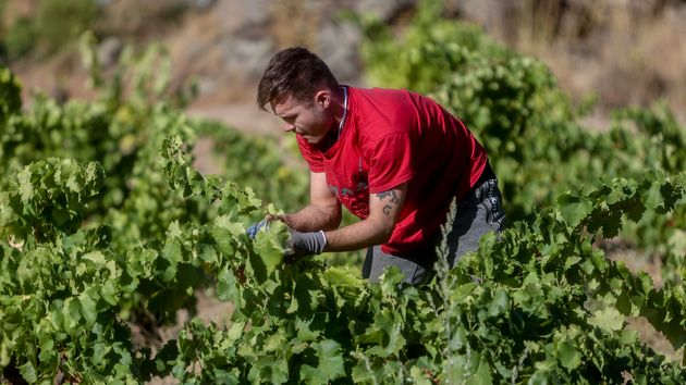 Cómo solicitar la ayuda para jóvenes agricultores en 2026: requisitos y plazos