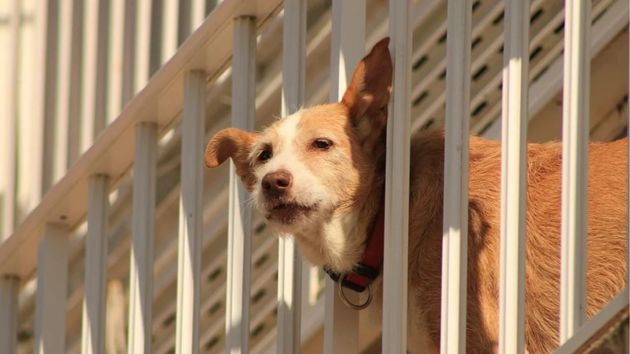 Multas de hasta 50.000 euros: la Ley de Bienestar Animal prohíbe tener a perros o gatos en terrazas y balcones