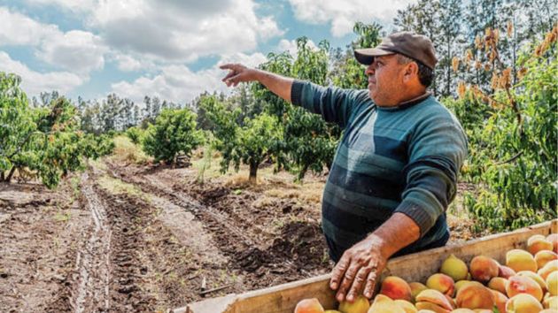 Un agricultor es detenido por plantar nectarinas "ilegales": se enfrenta a una multa de hasta 300.000 euros