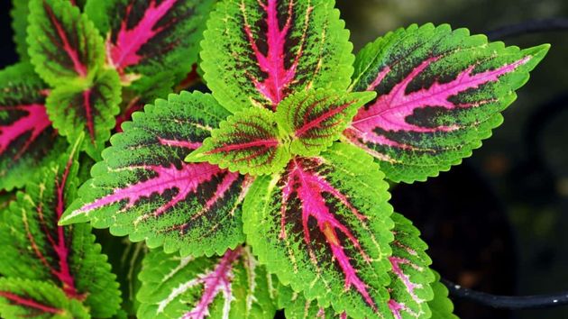 Tres plantas de interior que viven directamente en agua y son perfectas si no tienes tiempo para regarlas o trasplantarlas