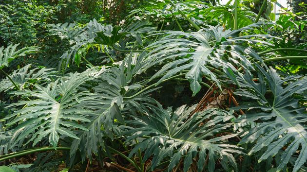 La planta tropical que está sustituyendo a la lengua de suegra en las casas por su tamaño, rapidez y aire selvático