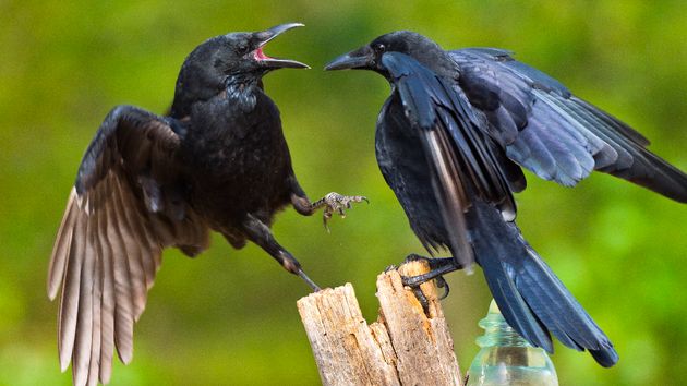 Si escuchas cuervos o cornejas graznando cerca de tu casa durante el día, te contamos qué significa y por qué es buena señal para el ecosistema urbano