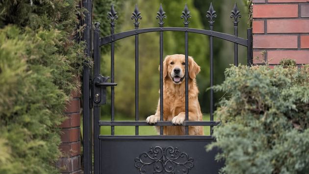 Una familia británica ofrece un sueldo de 69.000 euros al año y casa gratis por cuidar de su perro en una finca privada