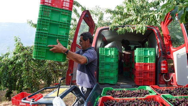 Buscan 120 peones agrícolas con contrato a jornada completa e incorporación inmediata en Badajoz