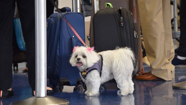 La Unión Europea obliga a los dueños a identificar a sus mascotas y refuerza las condiciones para poder viajar