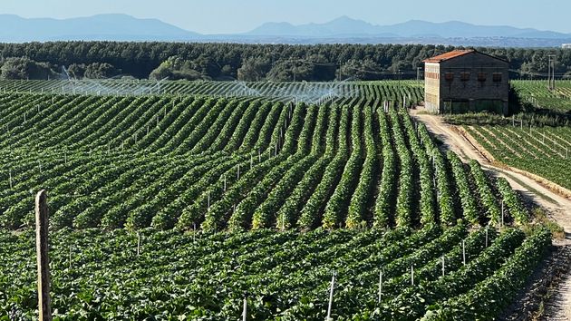 Analizan 45 explotaciones tabaqueras de Extremadura y solo el 9% alcanza un nivel avanzado de digitalización