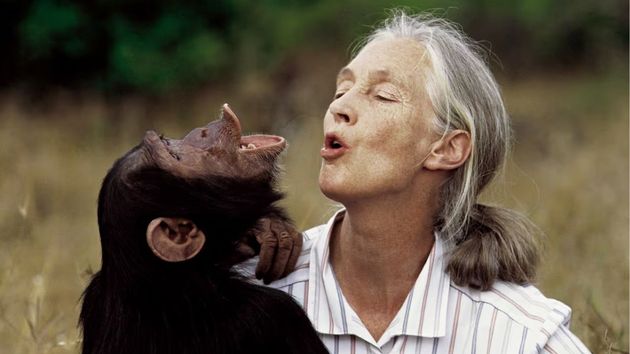 Jane Goodall, primatóloga: "Solo si entendemos, nos importa; solo si nos importa, ayudamos; solo si ayudamos, todos serán salvados"