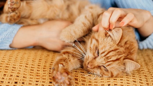 Una protectora de animales ofrece casa gratis en Grecia por acariciar gatos dos horas al día: solo piden que tengan más de 25 años, estén en buena forma física y se queden un mes