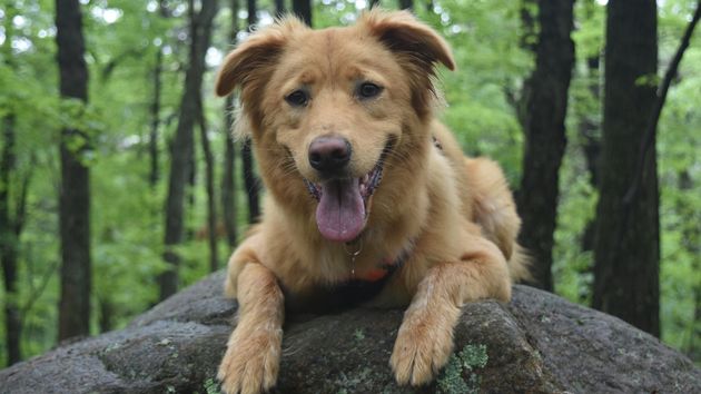 En vigor: la Ley de Bienestar Animal obliga a contratar un seguro para todos los perros, sin excepción