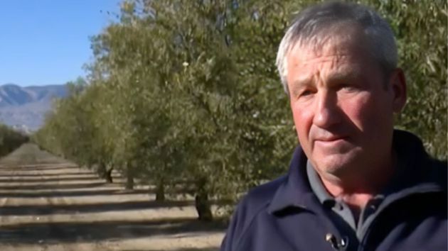 Un agricultor que gana 70.000 euros con sus olivos se niega a cederlos para una planta solar y se entera por el BOE de que le expropian por su valor catastral