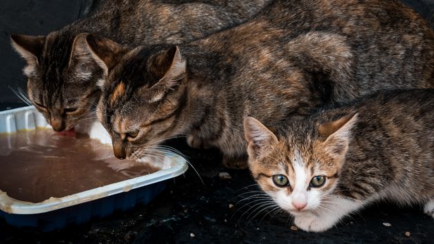 La Ley de Bienestar Animal prohíbe alimentar a ciertos animales de la calle con sanciones de hasta 50.000 euros