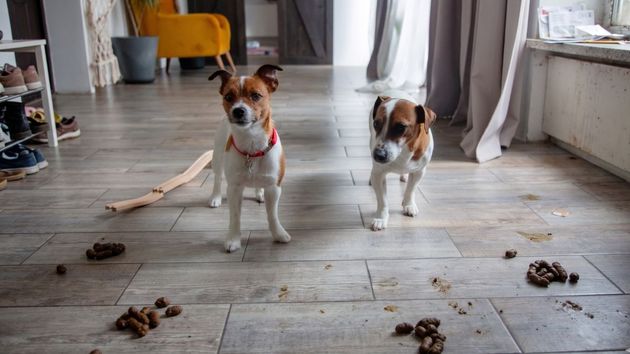 Una comunidad denuncia a unos vecinos por dejar dos perros solos en un piso y la Justicia les obliga a sacarlos de la vivienda y pagar 1.000 euros: los ladridos y malos olores “excedían la convivencia normal”