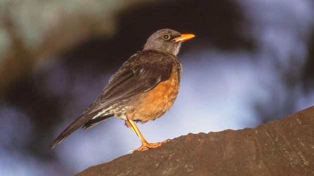 Si oyes el canto melodioso del zorzal común al amanecer en tu jardín, te contamos qué significa y por qué es una de las mejores señales que puede dar tu entorno