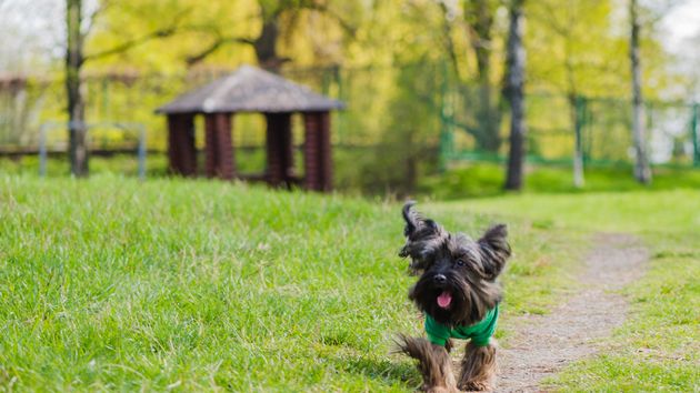 La Ley de Bienestar Animal prohíbe dejar suelta a tu mascota en ciertos parques con sanciones de hasta 50.000 euros