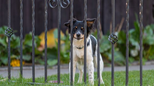 Un profesional de Londres ofrece casa gratis para quien cuide de su perro: solo debe pasearlo 4 horas al día