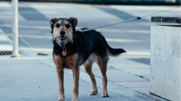 Ya en vigor: multas de hasta 10.000 euros a los dueños de perros que dejen a sus mascotas atados en la puerta del supermercado