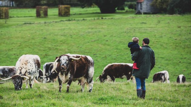 Un padre y sus hijos reclaman una explotación de 161 vacas y la Justicia les da la espalda: llevaba 25 años a nombre de la hija