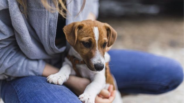 Multas de hasta 50.000 euros a los propietarios que pierdan a su mascota y no lo comuniquen a las autoridades pasadas ciertas horas