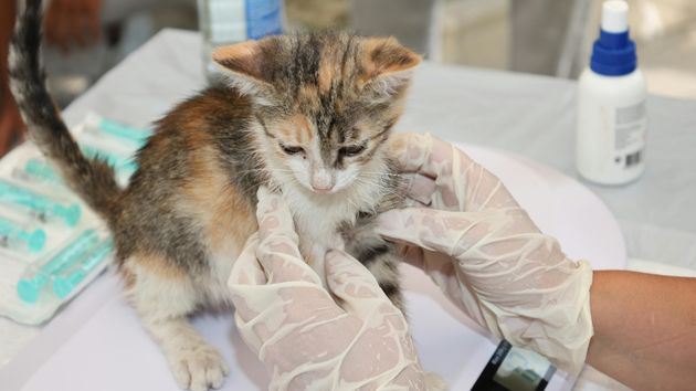 La Ley de Bienestar Animal obliga a esterilizar a ciertos animales antes de los 6 meses de vida con sanciones de hasta 50.000 euros