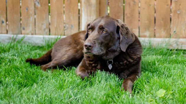 En vigor: la Ley de Bienestar Animal prohibe tener a perros y gatos viviendo en patios o balcones