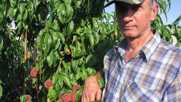 Un agricultor se prepara para arrancar melocotoneros de 9 años por valor de 11.000 euros por cada media hectárea tras la quiebra de su mayor comprador