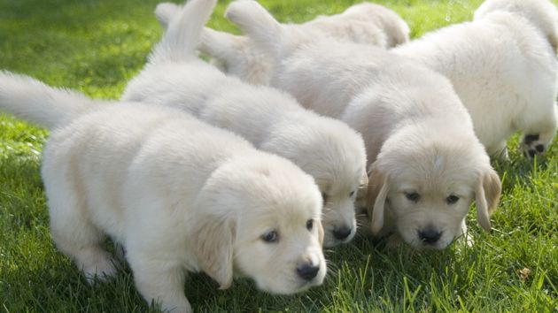 Ya entró en vigor: la Ley de Bienestar Animal prohíbe a los dueños particulares que críen mascotas en su propia casa si no cumplen con este requisito