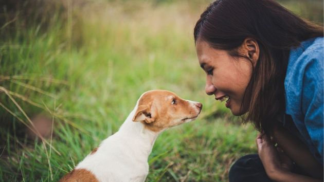 Ya entró en vigor: la Ley de Bienestar Animal prohíbe ceder o dar en adopción a mascotas si no se realiza de forma directa y gratuita entre particulares