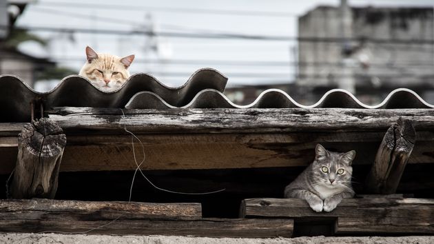 En vigor: la Ley de Bienestar Animal prohibe llevarse a un gato de la calle salvo si están en estas condiciones