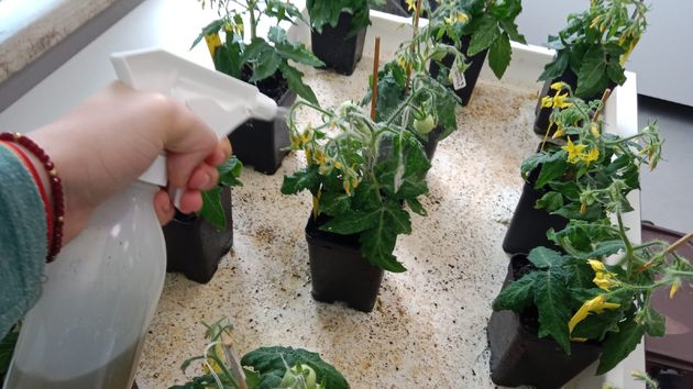 Investigadores de Almería crean un abono con bacterias que aumenta un 60% los cultivos en sequía o salinidad