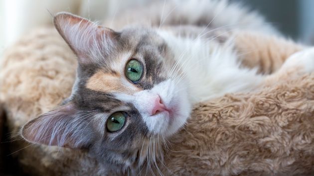 La Ley de Bienestar Animal cambia las normas: multas de hasta 50.000 euros si dejas a tu gato solo en casa tres días seguidos