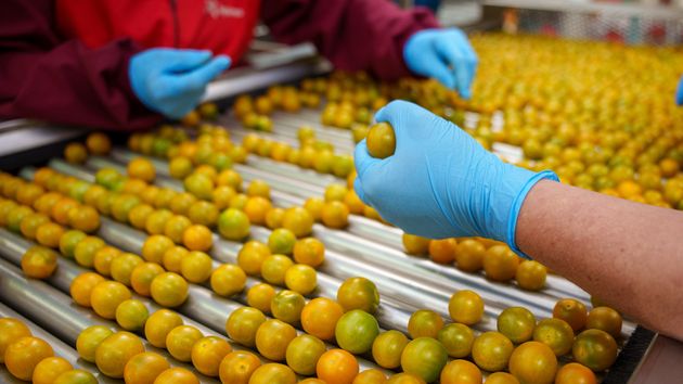 Almería alcanza los 2.923 millones en exportaciones y registra el mayor superávit comercial de Andalucía