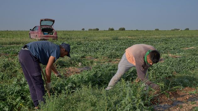 UGT Almería exige a las empresas horarios adaptados, pausas, agua y sombra para hacer frente a la ola de calor
