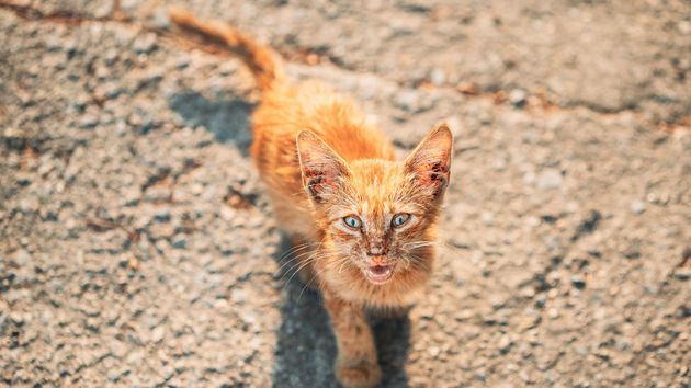 Entró en vigor: la Ley de Bienestar Animal prohíbe alimentar a los gatos de la calle si no se cuenta con este documento en regla