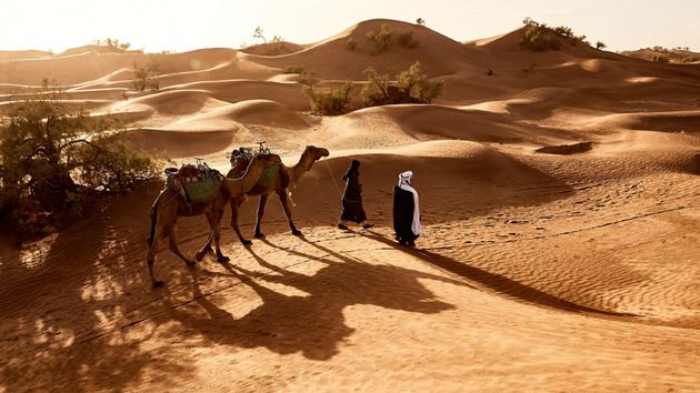 El significado del proverbio árabe: "El león lidera a la manada no porque sea el más grande, sino porque sabe a dónde va"