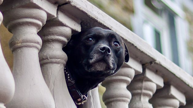Ya entró en vigor: España prohíbe tener a perros y gatos en balcones o terrazas, según la Ley de Bienestar Animal