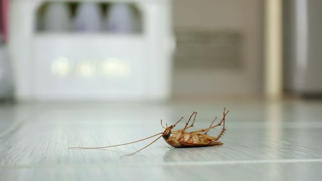 La ley de propiedad horizontal deja claro quién tiene que hacerse cargo de fumigar si hay una plaga de cucarachas en la comunidad de vecinos