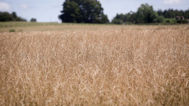 ASAJA Almería advierte que la cosecha de cereal en Los Vélez comienza con escasa rentabilidad