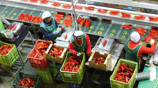 Almería lleva al sector agrícola una campaña contra la violencia de género para llegar a miles de trabajadoras del manipulado 