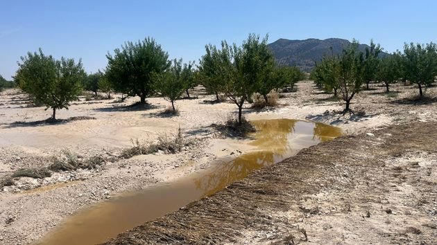 COAG Almería pide “una respuesta inmediata” a las administraciones por el destrozo del pedrisco: 1.200 hectáreas de cereal y almendro afectadas en Los Vélez