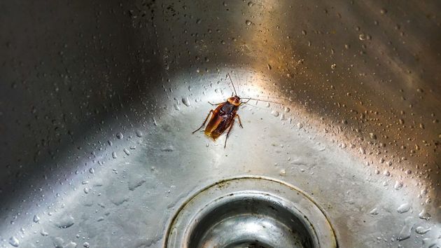 Unos inquilinos provocan una plaga de cucarachas en el edificio y la casera consigue echarlos del piso: la Justicia dice que era una situación insalubre