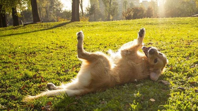 Entró en vigor: la Ley de Bienestar Animal prohibe dejar libres a los perros en espacios públicos en España