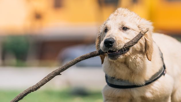 Ya entró en vigor: la Ley de Bienestar Animal prohibe a los particulares que sus mascotas tengan crías con multas de 50.000 euros