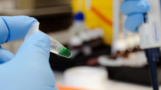 Investigadores de Málaga y Almería reutilizan el alga asiática invasora para mejorar piensos de acuicultura