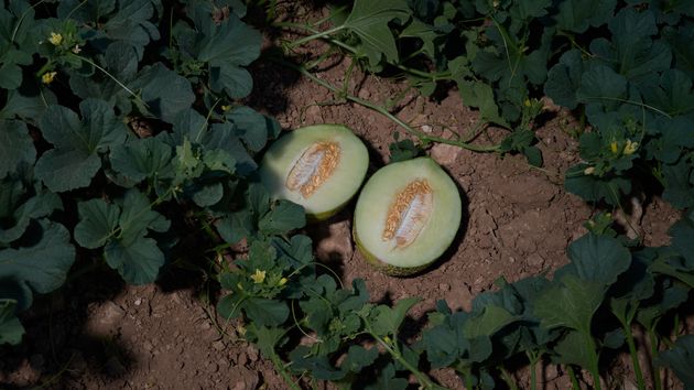 Un agricultor tira toneladas de melones a la basura: "Me quieren dar entre 20 y 30 céntimos, conmigo no van a ganar dinero"