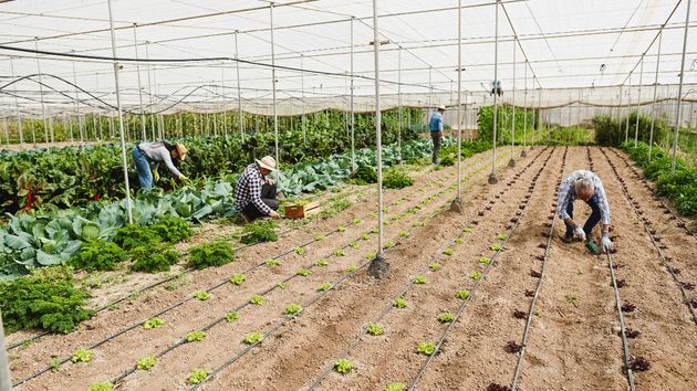 Multan a una empresa con 20.002 euros por emplear a trabajadores en situación irregular que suplantaron la identidad de otras personas
